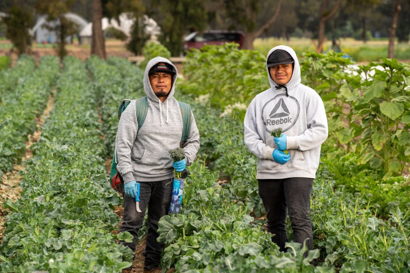 Farmworkers in a field, from the current farm labor housing page.